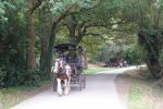 PICTURES/Killarney National Park - Torc Falls & Muckross Abbey/t_DSC00168.JPG